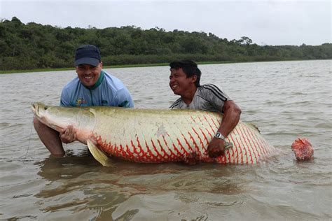 Spesies Ikan Penghuni Sungai Amazon Hingga Paling Ganas - berqas