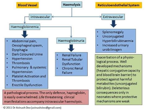 Intravascular and Extravascular Hemolysis | Intravascular, Nursing ...