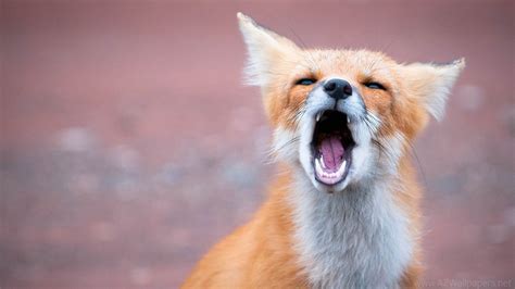 Cute Baby Fox Wallpaper (54+ images)