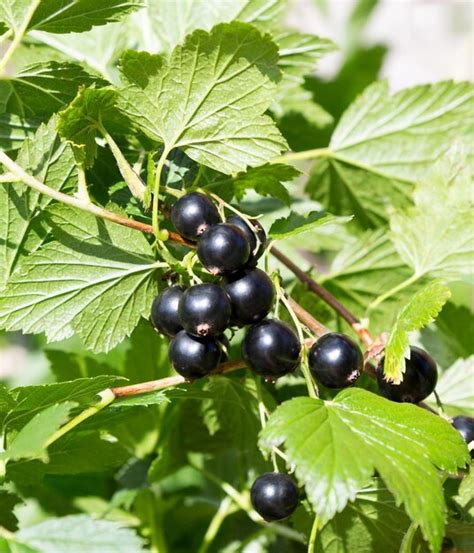 Premium Photo | Currant bush