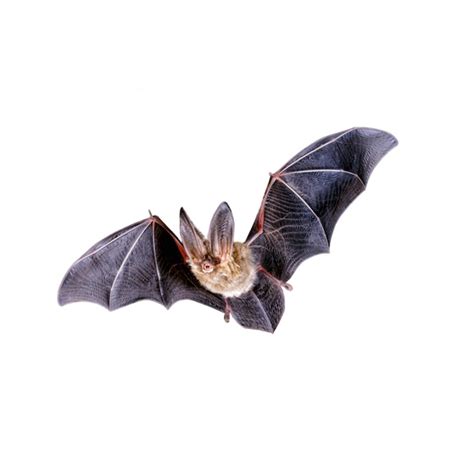 Premium Photo | Flying bat halloween isolated on white