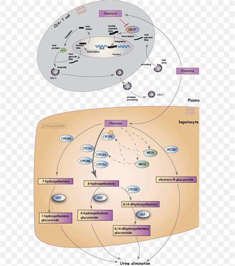 Efavirenz Mechanism Of Action Pharmaceutical Drug Management Of HIV ...