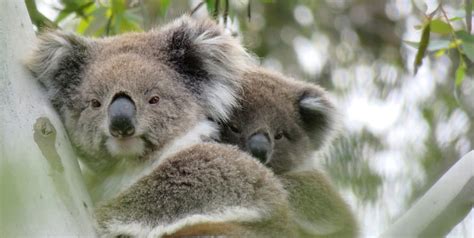 What is international Wild Koala Day? | Wild Koala Day