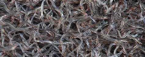 New DNA test stops illegal shipment of endangered eels | FIU News - Florida International University