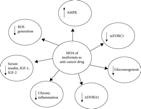 Mechanisms of antineoplastic action of metformin. MOA: mechanism of... | Download Scientific Diagram