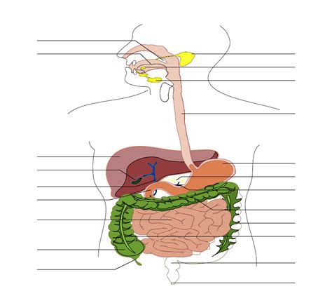 File:Digestive system diagram no labels arrows.svg - Wikimedia Commons