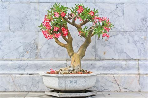 Adenium tree in pot — Stock Photo © Deerphoto #40874621