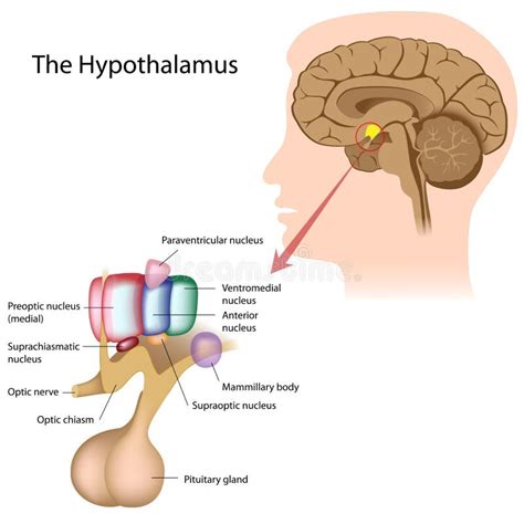 The hypothalamus stock vector. Illustration of lobe, neuroendocrine ...