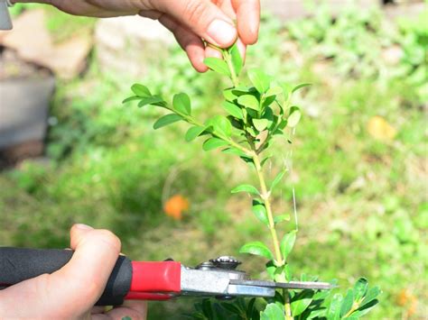 Managing Stock Plants - How To Maintain Mother Plants For Propagating