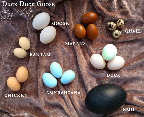 Duck Duck Goose (Chicken Quail Emu) Egg Identification Chart - Fresh Eggs Daily®