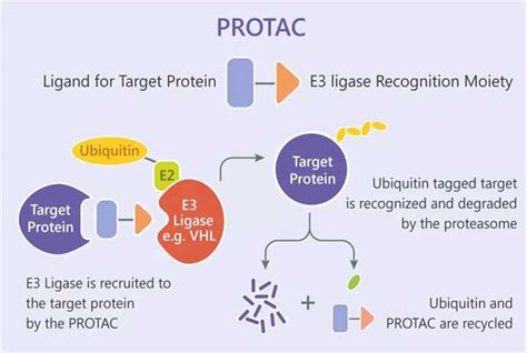 PROTAC - Creative Biostructure