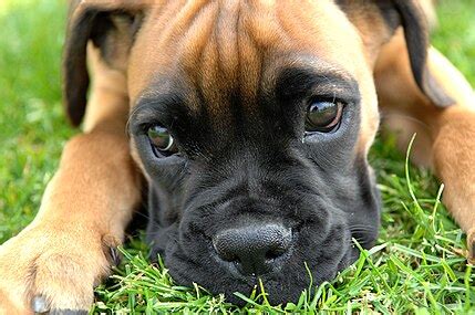 Boxer (dog breed) - Wikipedia