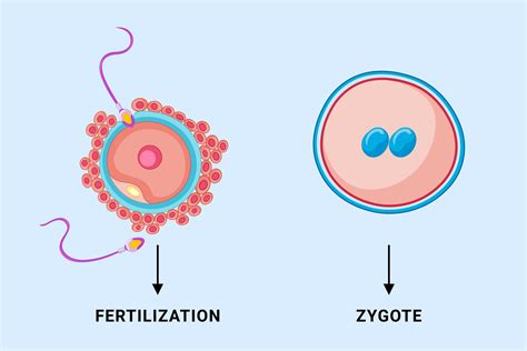 Zygote Biology