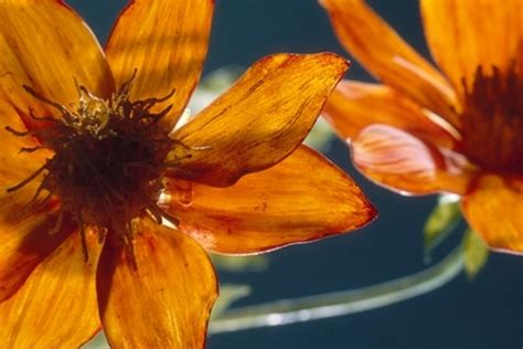 The Glass Flowers at Harvard Museum of Natural History : The Garden Conservancy