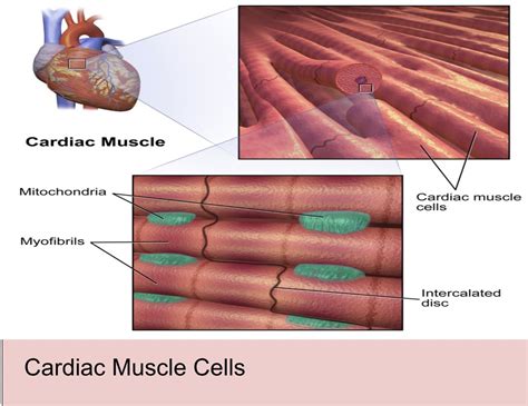 Cardiac Muscle Cells