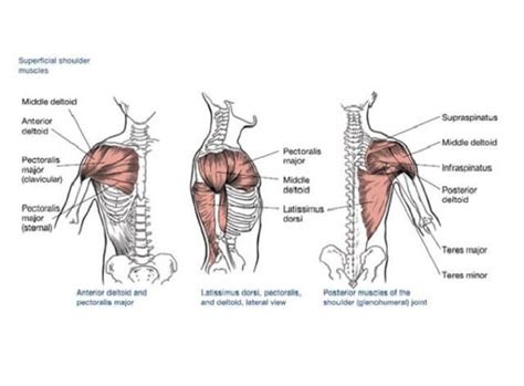 shoulder muscles | Shoulder muscle anatomy, Shoulder anatomy, Shoulder day