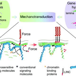 Mechanotransduction pathways bridge the structural and gene expression ...