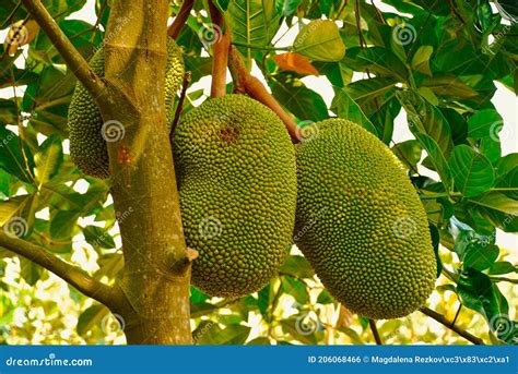 Artocarpus Altilis Breadfruit Flowering Tree with the Maturely Fruits ...