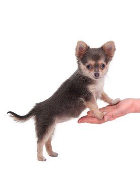 Training A Chihuahua | Chihuahua Training Tips