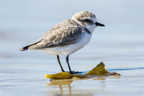 20 Years of Snowy Plovers | The Current