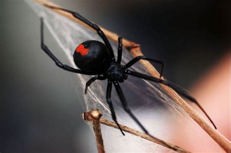 Interesting Facts - BLACK WIDOW SPIDER (Latrodectus Mactans)