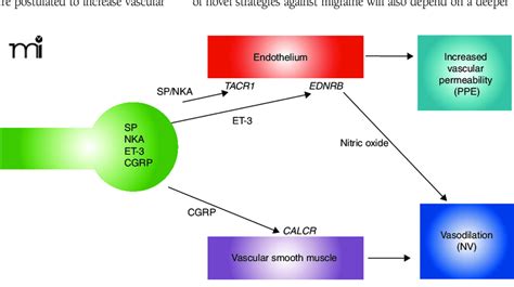 Molecular pathways of neurogenic inflammation. Neurogenic inflammation ...