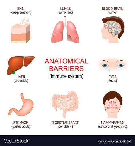 Anatomical barriers innate immune system Vector Image