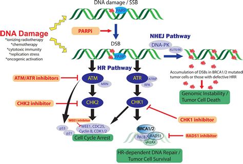 Frontiers | Harnessing DNA Repair Defects to Augment Immune-Based ...