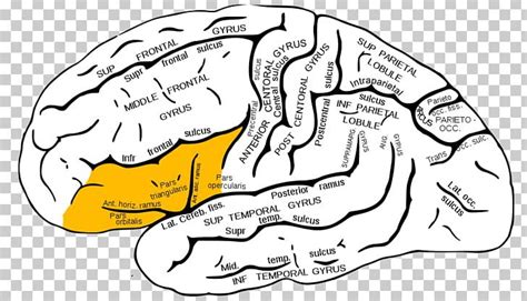 Angular Gyrus Supramarginal Gyrus Inferior Frontal Gyrus Parietal Lobe PNG, Clipart, Area ...