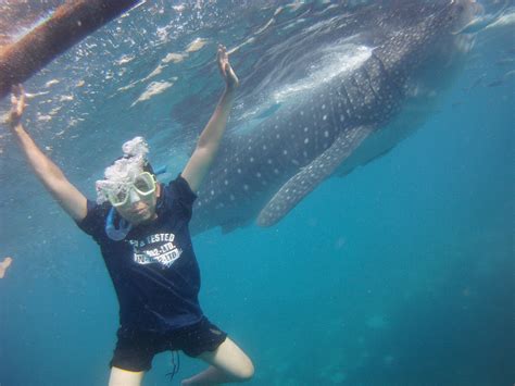 Travel Guide To Donsol's Butanding or Whale Shark in Sorsogon