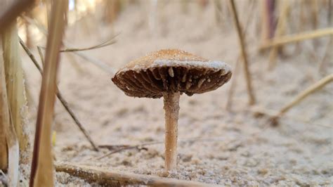 Sand Dune Wildlife Guided Walks - Sands of LIFE