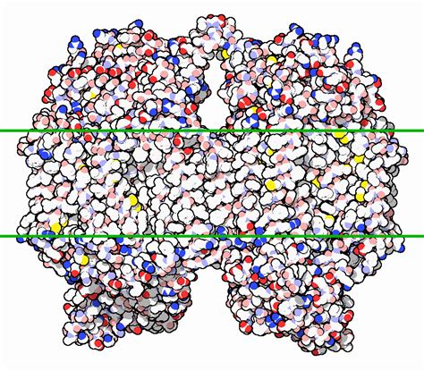 Cytochrome C Oxidase