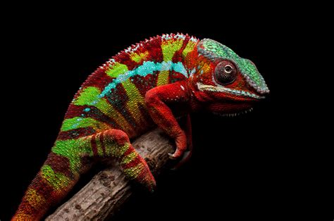 Camaleón pantera (Furcifer pardalis): cuidados en cautiverio - Mis animales