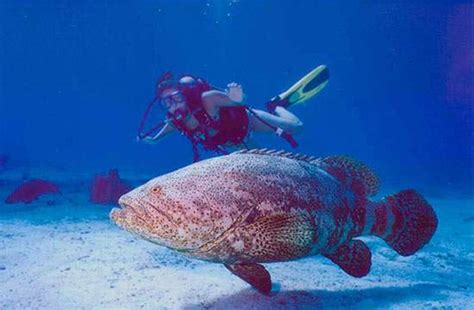 Goliath Grouper Habitat