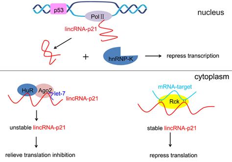 The roles of lincRNA-p21 in gene regulation. In the nucleus,... | Download Scientific Diagram