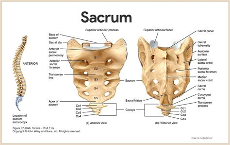 Sacrum-Skeletal System Anatomy and Physiology for Nurses nurseslabs.com/... | Anatomy and ...