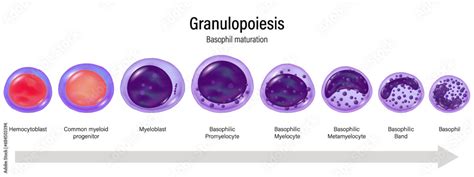 Stages of Granulopoiesis vector. Basophil maturation. Hemocytoblast, myeloid progenitor ...