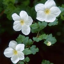 BBC - Gardening: Plant Finder - Rubus