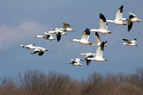 Happy International Migratory Bird Day | Monterey Boats