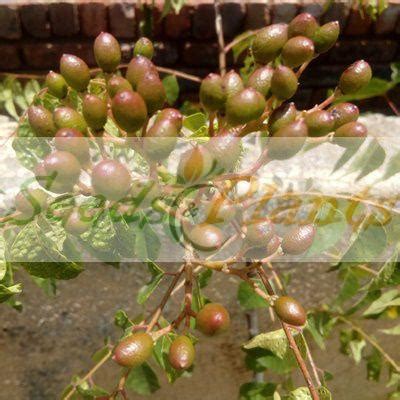 Curry Leaf (Murraya koenigii) Seeds - Seeds and Plants