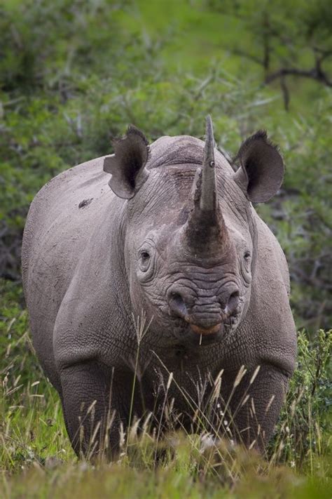 Black rhinos grow the longest horns, with the front horn capable of reaching up to 4 feet (1.3 ...