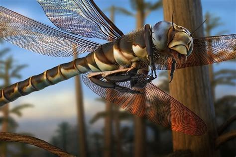 biggest insect ever: Meganeuropsis (griffinfly) | Biggest insect, Prehistoric animals, Insects