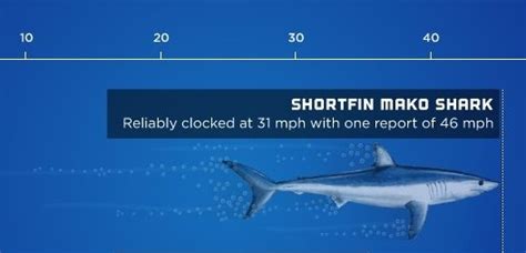 Shark Speed – World’s Fastest Sharks – Infographic | Gentlemint