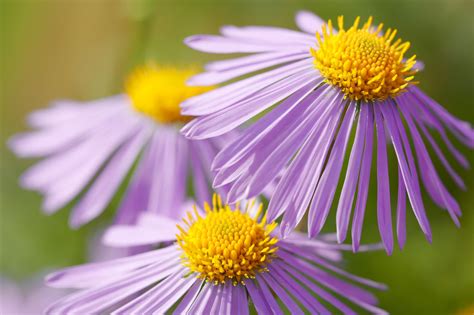 September Flower Lore: Aster and Morning Glory - Farmers' Almanac