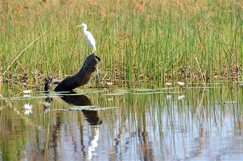 Botswana Wildlife and Wetlands Symposium - Round River Conservation Studies