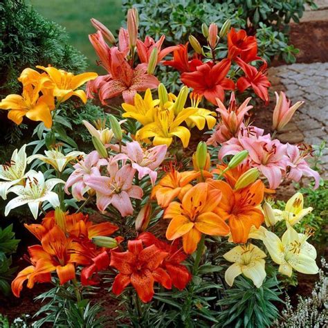 KOLKATA ORCHID ONLINE Asiatic Lily/Lilium Asiatica Flower Bulbs - Pack of 6 Imported Bulb { 1 ...