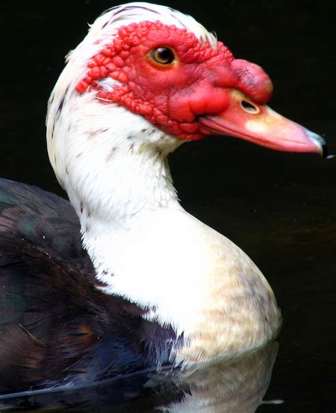 Red-faced Muscovy Duck | I always think of it as the duck wi… | Flickr