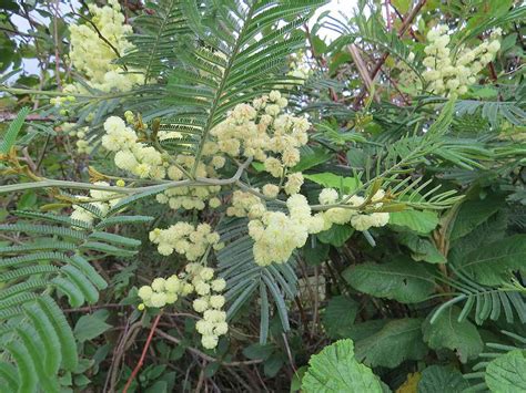 The black wattle is a boon for Australians (and a pest everywhere else)