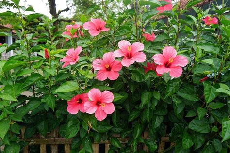 How to Grow and Care for Tropical Hibiscus | Gardener’s Path