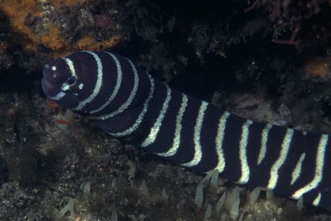 Zebra moray eel – Species – Two Oceans Aquarium Cape Town, South Africa | Exhibits ...